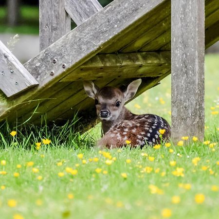 Deer Cottage 2 Uk39332 Biddenden 外观 照片