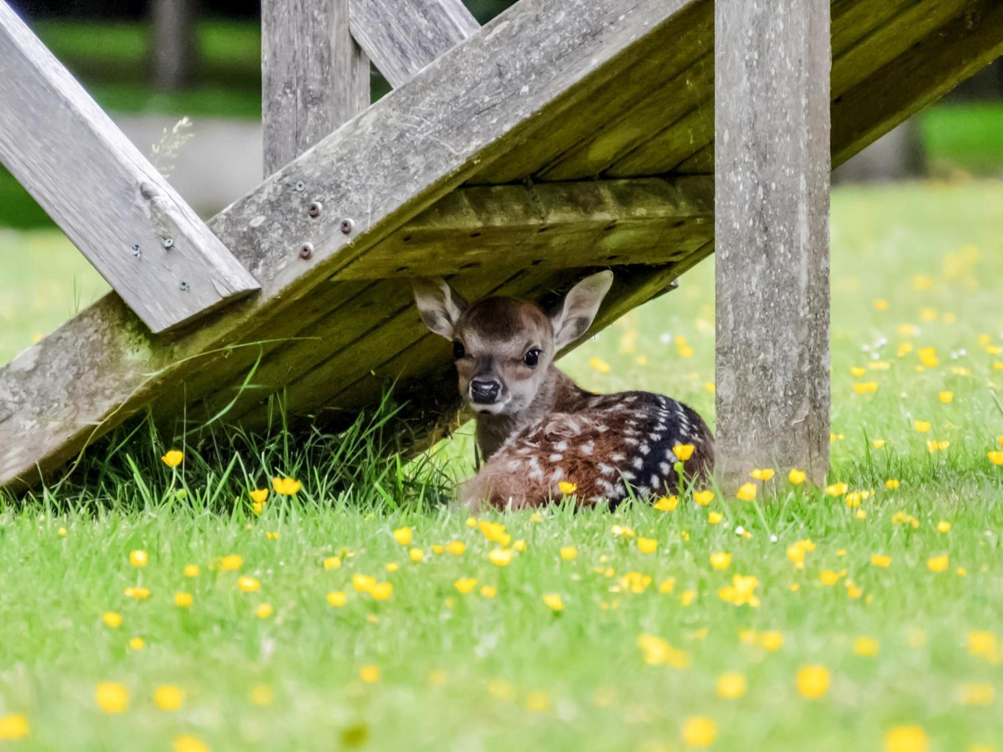 Deer Cottage 2 Uk39332 Biddenden 外观 照片
